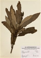 藏品(臺灣杜鵑)的圖片